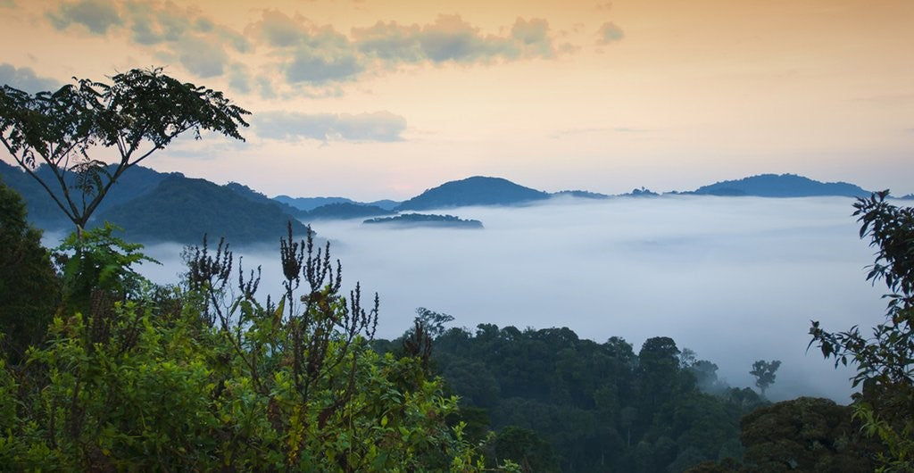 Rwanda, Ibisi Mountain Coffee