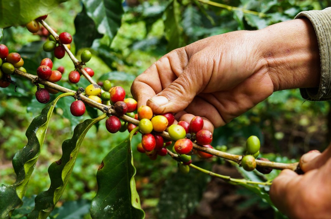 Fair Trade Coffee: What You Should Know